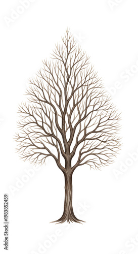 Bare Tree Silhouette Isolated on White Autumn Winter Woodland Nature