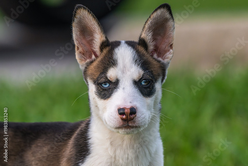 Portrait of a Siberian husky puppy with bright blue eyes.