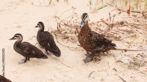 Pacific black duck with ducklings walking across sandy beach landscape.
