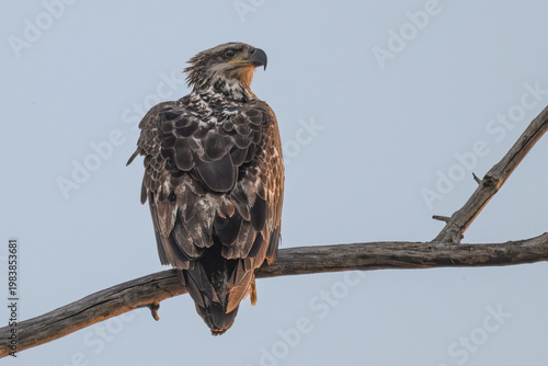 Juvenile bald eagle perched on a branch.