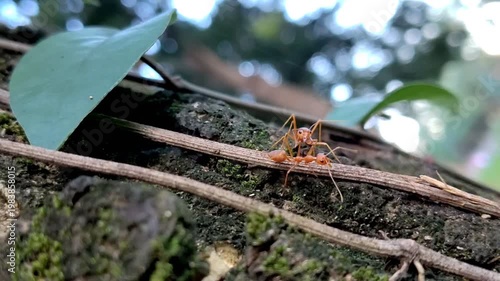 Two weaver ants on a tree branch are interacting