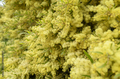Cuadro en lienzo Dense clusters of fluffy yellow wattle blossoms on an Australian acacia tree in full bloom, with soft green phyllodes foliage filling the frame