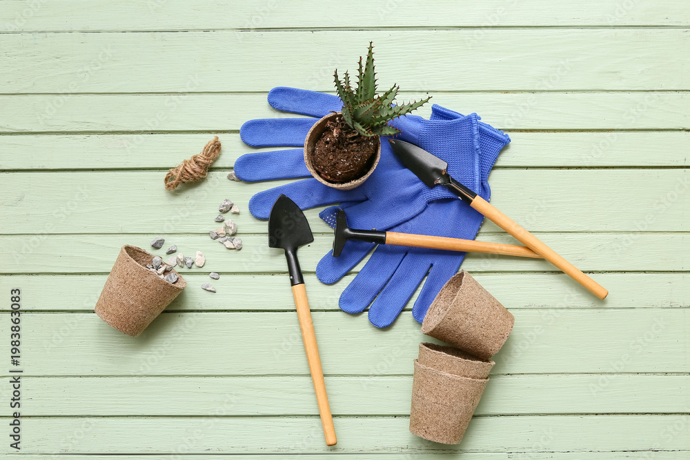 Obraz premium Aloe vera and tools for transplanting on green wooden background. Top view