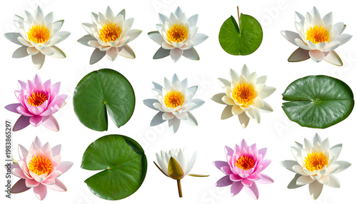 Collection Of Water Lily Flowers And Green Lily Pads Isolated