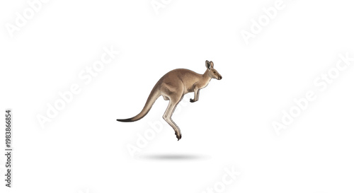 Kangaroo jumping isolated on white background, motion blur, Australian wildlife