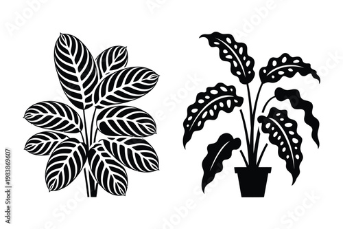 Indoor houseplant icons featuring calathea and potted tropical foliage, calathea