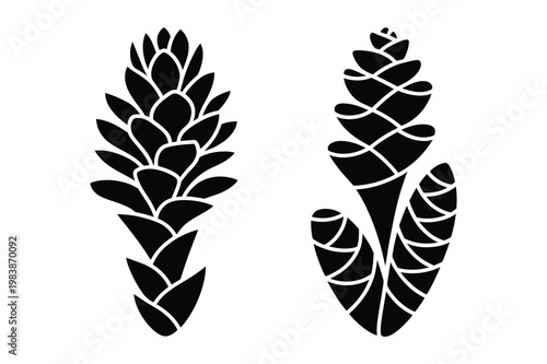 Tropical ginger lily and turmeric flower spike silhouettes vector with turmeric