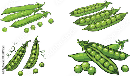 Pea Pods and Green Peas Illustration Set with Fresh Vegetable Variations for Organic Food Ingredient and Farming Design Collection