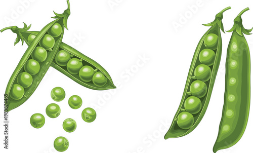 Green Peas Vegetable Illustration Set with Whole Pods and Fresh Pea Seeds for Healthy Food Ingredient and Organic Farming Design Collection