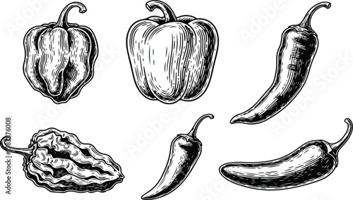 Vintage engraving style collection of various pepper varieties including bell chili habanero and jalapeno isolated on white.eps