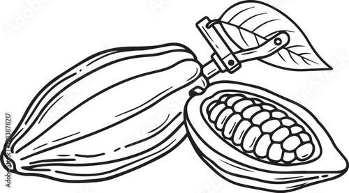 Organic cocoa pod and split open seed section vector illustration for chocolate production and agriculture industry in minimalist line art style