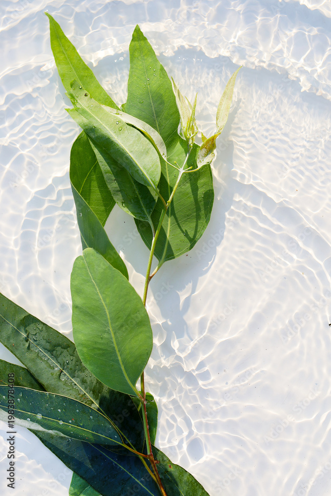 Fototapeta premium Fresh eucalyptus leaves floating in clear water with sunlight ripple patterns