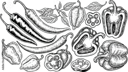 Vintage Woodcut Illustration of Various Chili Pepper Varieties Including Spicy Habanero, Jalapeno, Bell Pepper, and Bird's Eye Peppers with Slices and ... See More.eps