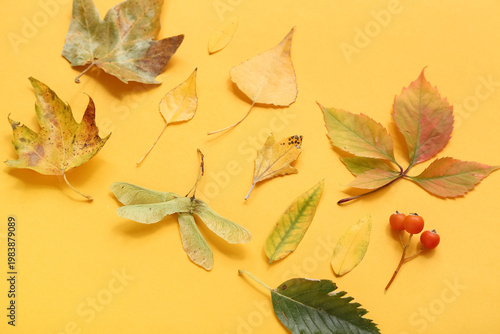 Beautiful autumn leaves on ...