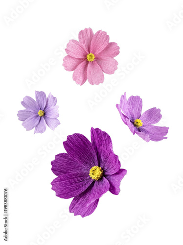 Beautiful photograph of vibrant pink and purple cosmos flowers with a distinctive crinkled paper texture.