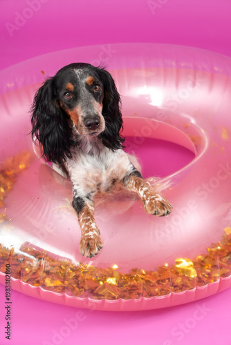 Cute cocker spaniel with in...