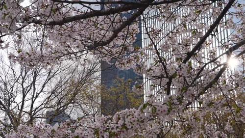 여의도 벚꽃, Cherry Blossom and City Skyscraper in Spring Sunlight, Urban Flowers Framing a Modern Glass Building with Sun Flare