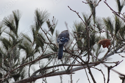 Foto Blue Jay outside the window