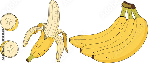 Banana fruit set with peeled banana, slices and bunch, fresh tropical food illustration isolated for healthy diet and nutrition design