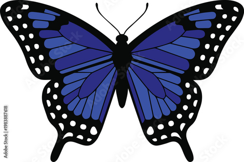 Butterfly wing anatomy diagram