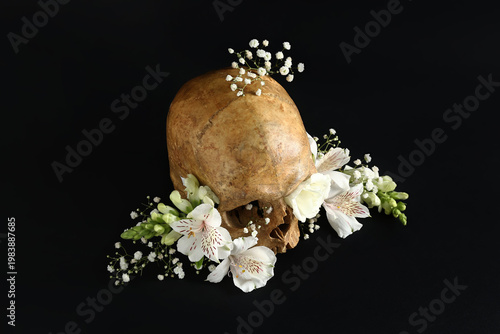 Human skull with beautiful ...