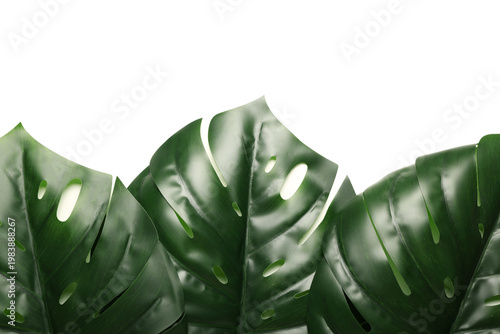 Green leaves on white backg...