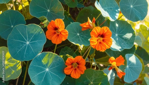 Leuchtend orangefarbene Kapuzinerkresse-Blüten mit runden bläulich-grünen Blättern im sonnigen Garten als natürliche Hintergrundtextur.