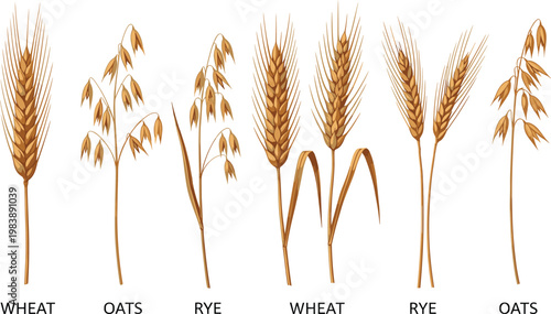 Detailed Realistic Vector Illustration Set of Wheat, Oats and Rye Cereal Grain Stalks, Botanical Agriculture Collection of Golden Harvest Plants on White Background