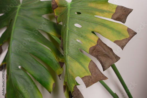 Foto Leaves showing signs of damage in indoor plant care
