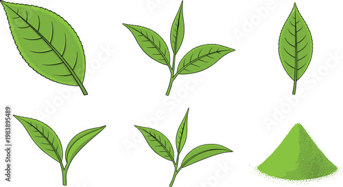 Green tea leaves set with fresh herbal elements and powder, natural botanical illustration isolated for organic product and health design