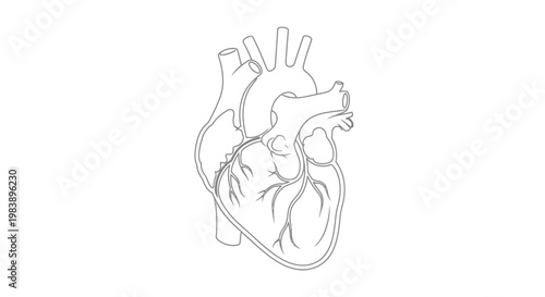 Anatomy of a human heart organ.