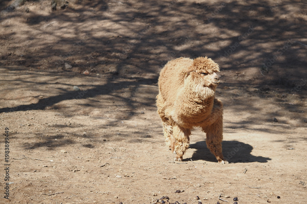 Obraz premium Alpaca walking on dry ground in sunny weather