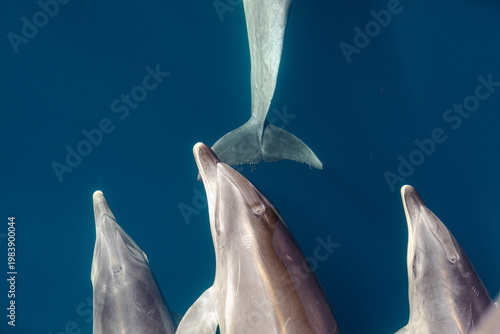 Dolphins with Shimmery water
