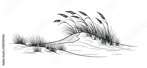Dune grass vector illustration, hand drawn art with wind swept plants and sand hill.
