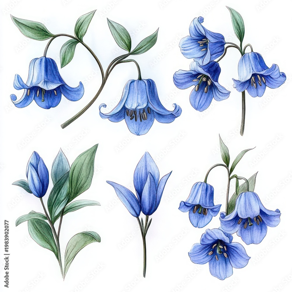 Fototapeta premium botanical illustration of blue bell-shaped flowers, buds, stems, and green leaves on white background, delicate and serene