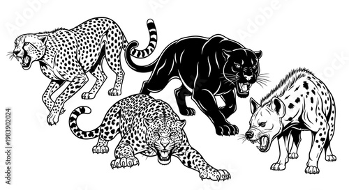 Black panther and spotted wild cats.