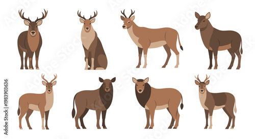 Deer Animals Standing Various Breeds.