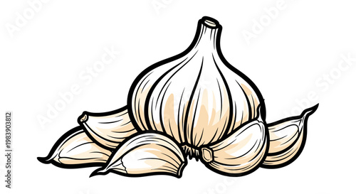 Fresh Garlic Bulb and Cloves Isolated.