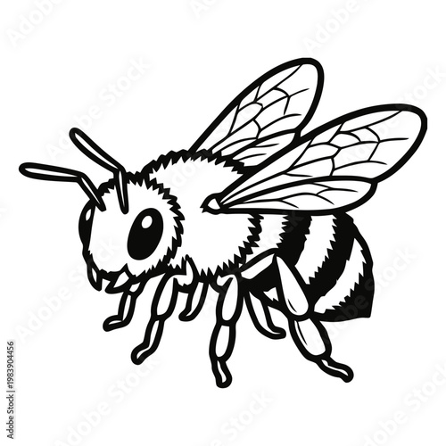 Detailed black and white bee illustration with wings spread
