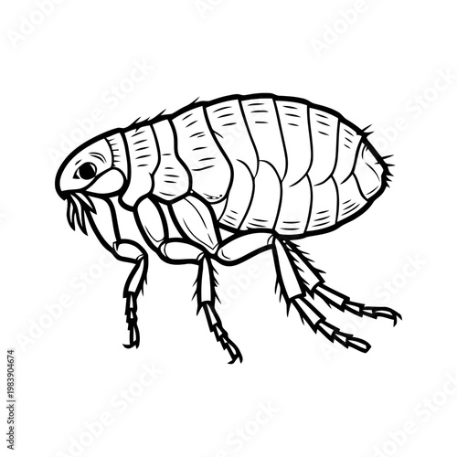 Detailed illustration of a flea in a dynamic pose