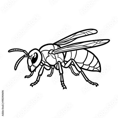 Detailed black and white wasp with outstretched wings