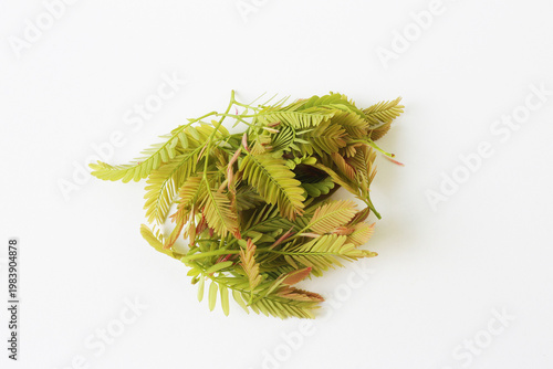 Εκτύπωση καμβά Young tamarind leaves, a local ingredient with a sour and slightly astringent ta