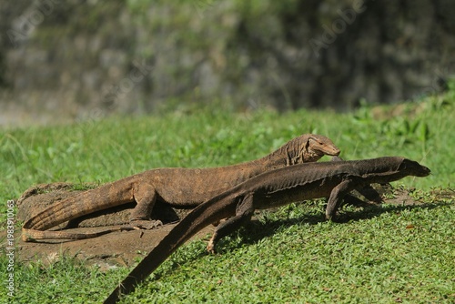 Salvator lizard seen crawling on the grass in the morning