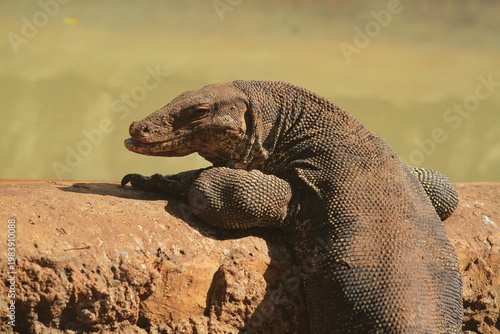 close up of a salvator lizard crawling on the edge of the pond