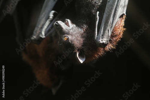 bats hanging from the roof in the morning