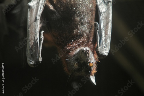 a bat hanging from the roof in the morning