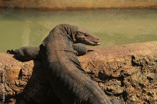 close up of a salvator lizard crawling on the edge of the pond