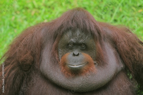 an orangutan sitting on the grass looking forward