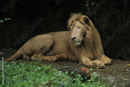 an african lion lying in the grass observing its surroundings