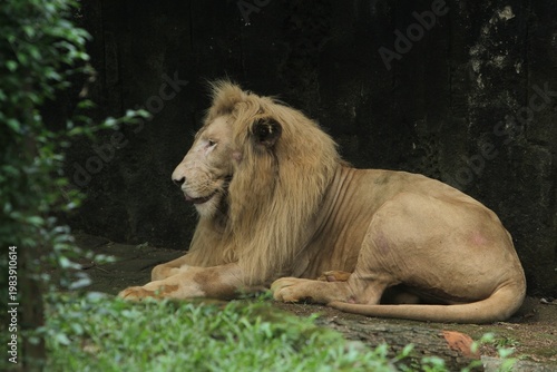 an african lion lying in the grass observing its surroundings
